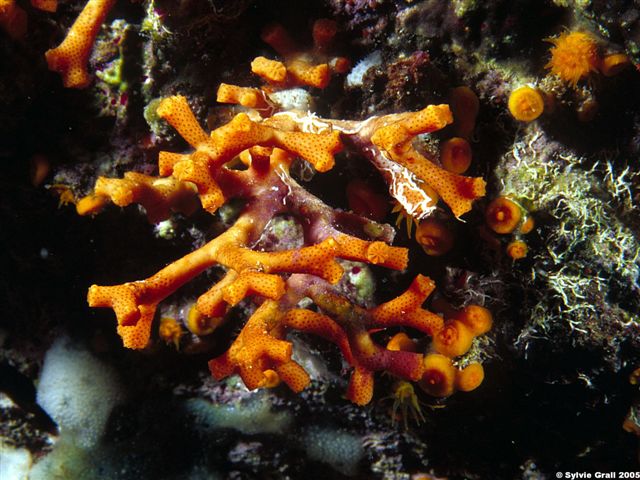 Myriapora truncata3